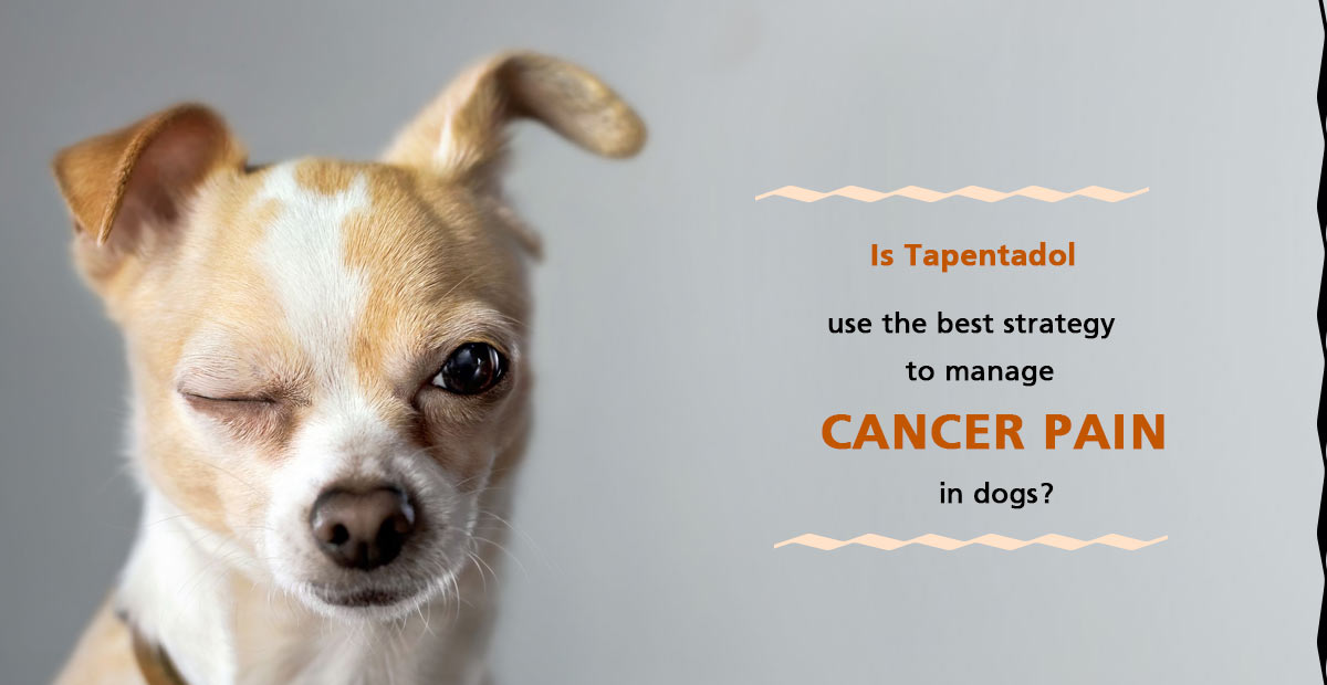 tapentadol for dogs